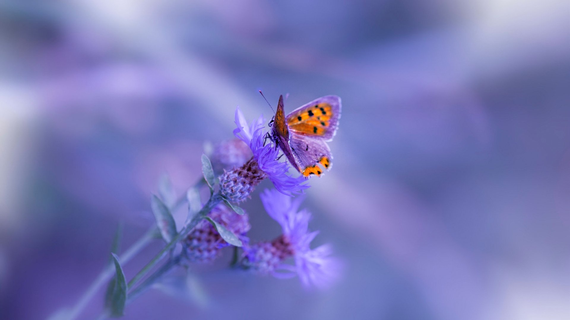 跨界盛况，杜兰特社交媒体激情点评意甲焦点战之夜