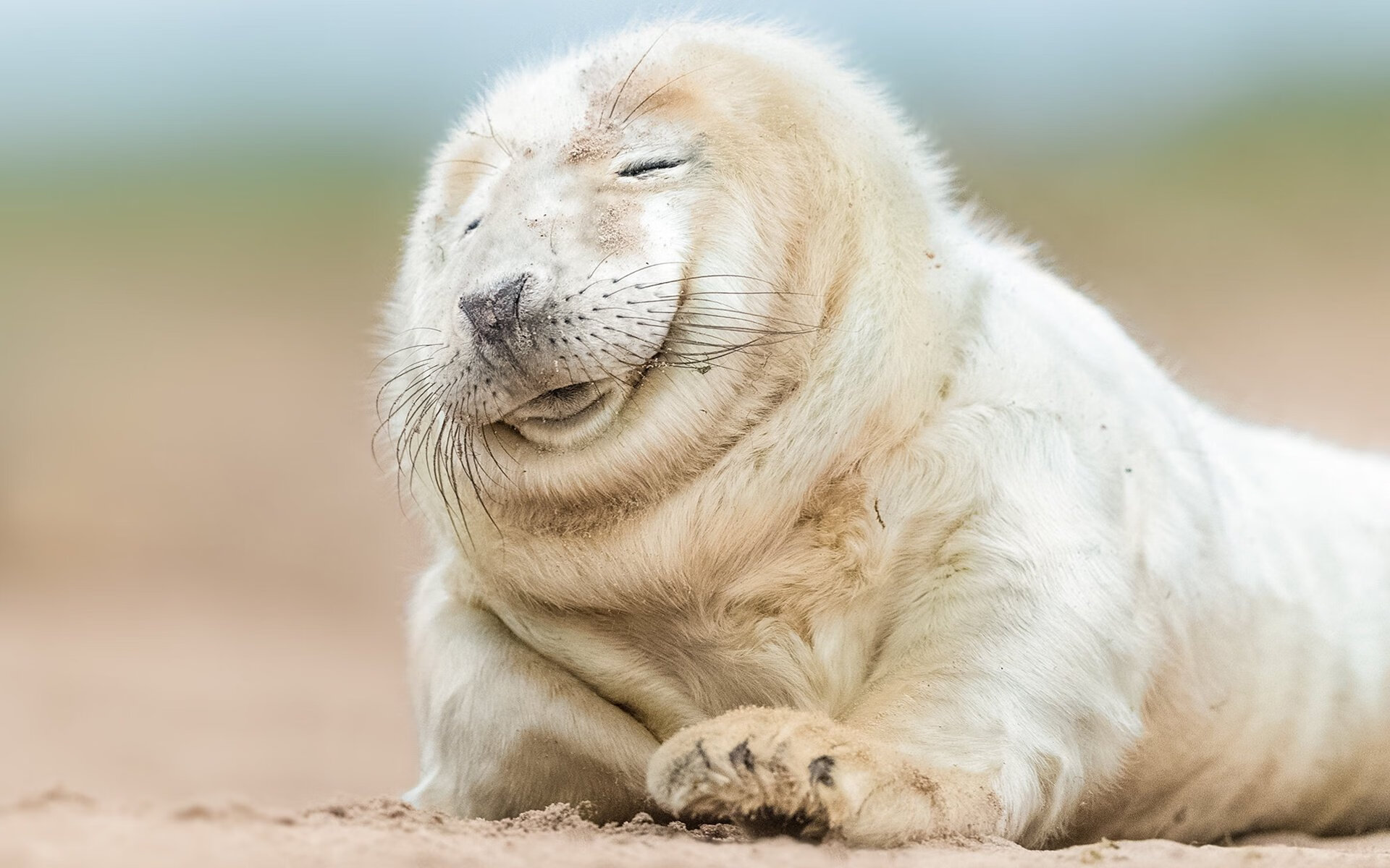 南半球的交响乐,当新西兰节奏在亚特兰大的狂想曲中扼住命运的咽喉