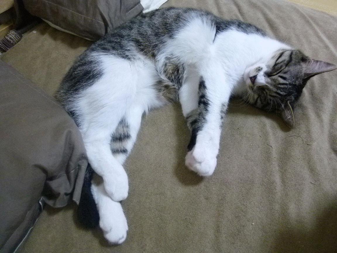 从天坑到天堂!戈贝尔封神一战打碎偏见,深圳末节奇迹震惊CBA