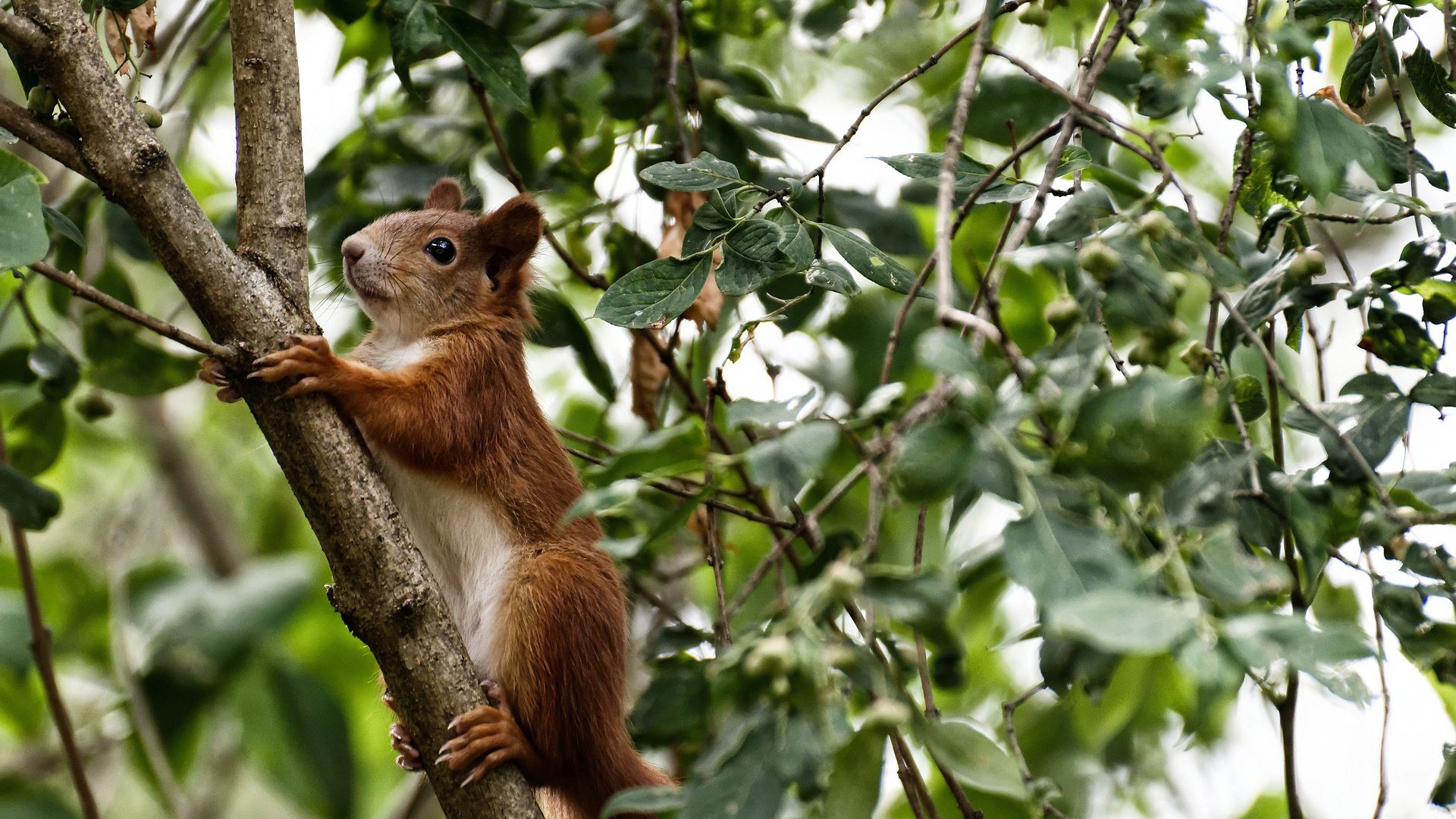 棋盘骑士,京多安在年度焦点之夜落子定江山