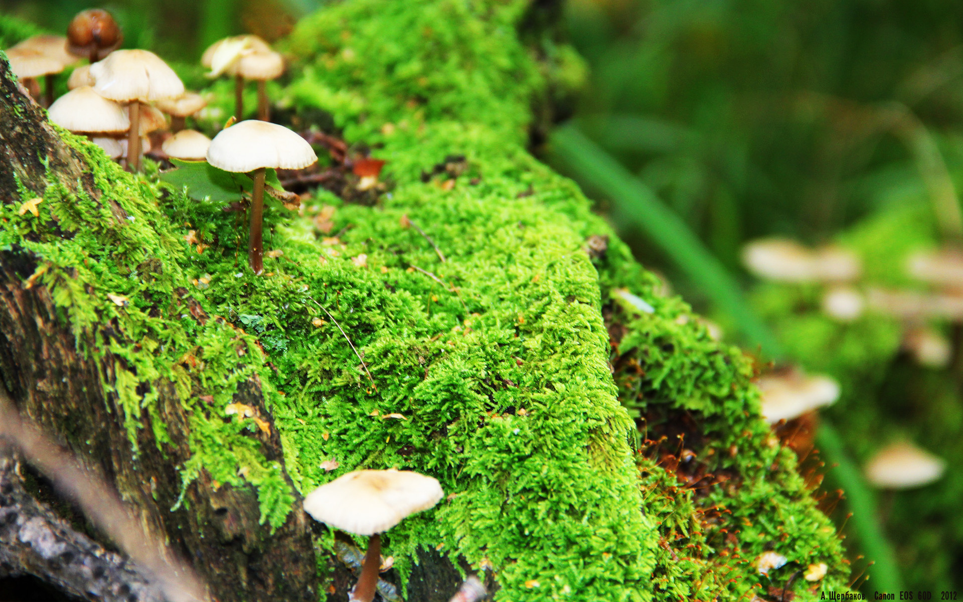 跨越太平洋的绝杀，当拉文的指尖点燃北京夜空