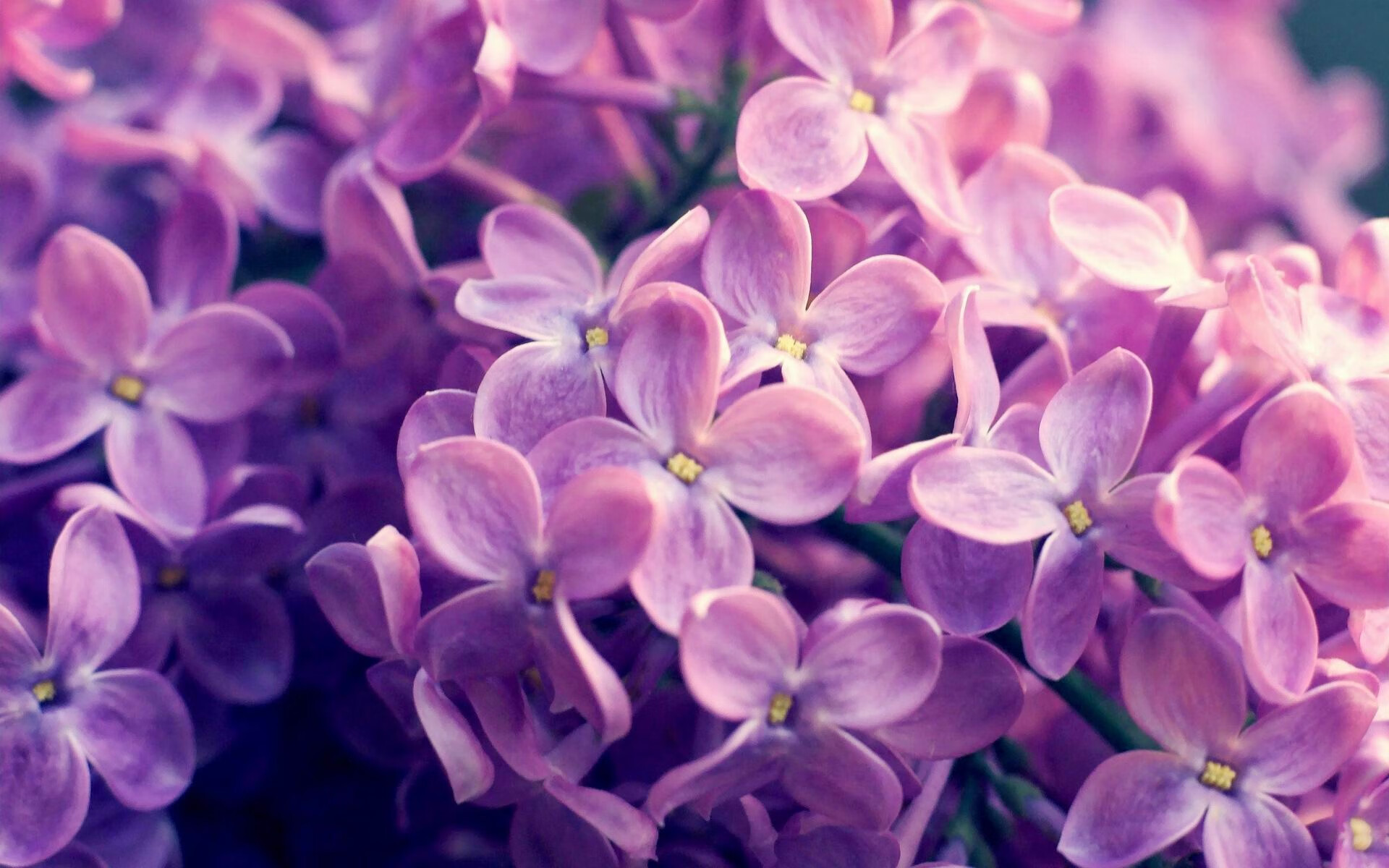 北非雄鹰引爆王子公园，阿什拉夫数据核爆，尼日利亚战术完压巴黎